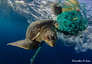 A sea turtle entangled in a fishing net underwater, highlighting the impact of marine debris on ocean life.