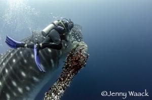 Diver frees whale shark from huge fishing net in Galapagos