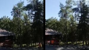 Affordable Tree Removal Cost in Anchorage