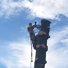 Expert Tree Removal Climber - Affordable Tree Removal Anchorage Alaska