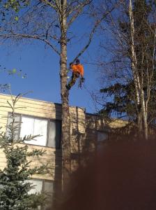 Affordable Tree Removal Cost in Anchorage - Emergency Tree Removal