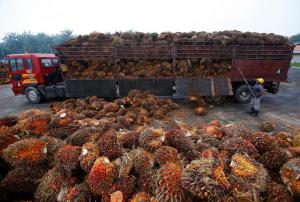 Global Palm Oil Market Forecast 2021