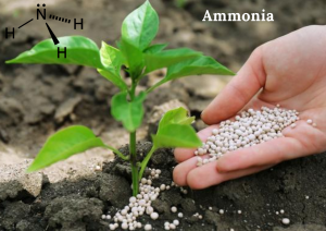 Worldwide Ammonia Market