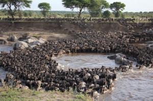 Wildebeest Migration