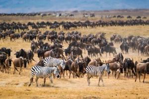 wildebeest migration