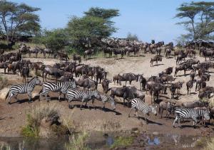 wildebeest migration