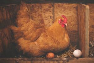 A laying hen sits in a coup with two freshly laid eggs. The approval of hemp feed for laying hens opens the doors for new market opportunities for egg producers.