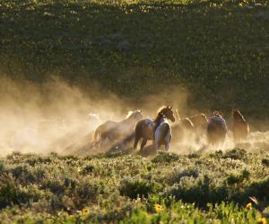 Picture of wild horses running by documentary filmmaker James Anaquad Kleinert, producer-director of “Disappointment Valley: A Modern Day Western.
