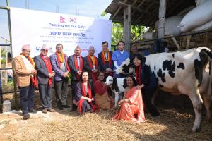 Image shows the owners of the first purebred Holstein calf to be born in Nepal beside the calf and its mother.