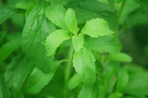 Stevia1