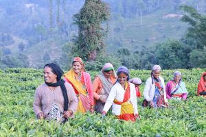 Kumaon Indian Tea Farmers