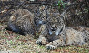 Iberian Lynxes