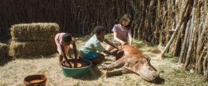 Emma, Lemonade and Pilot take care of the Orphaned Baby Rhino in Thabo and the Rhino Case