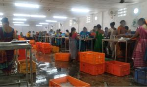 Dozens of female workers peel shrimp at tables and cartons of shrimp on ice sit on a wet floor