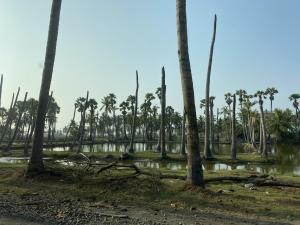 A line of a dozen coconut trees without palm fronds line water. Healthy palm trees appear in background.