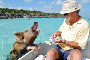 Swimming Pig Engaging With a Man in a Boat in the Bahamas