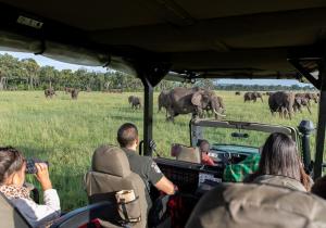 elephant in the wild.