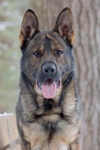 Elite Protection Dog  trained and sold by  Deterrent Dogs LLc
