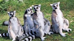 Ring-tailed lemurs sit together at the Brandywine Zoo at the multi-story Madagascar Habitat.