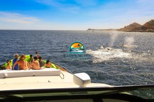 Whale Watching in Cabo San Lucas, Luxury Yacht Charter