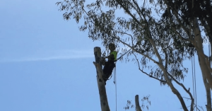 tree maintenance Brisbane