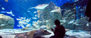 A child looking at big rays inside a large aquarium.