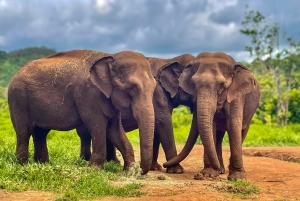 Three sanctuary elephants experiencing the rich social bonding of a herd after living lives in captivity without the choice of companionship