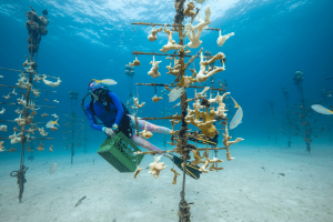 CRF Diver observes bleached and paling elkhorn coral in the CRF™ Tavernier Coral Tree Nursery