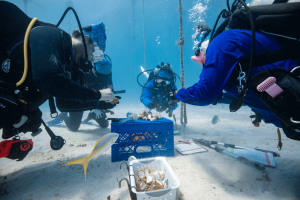 CRF™ Team fragmenting and propagating coral to rebuild stock after the 2023 bleaching event in Florida