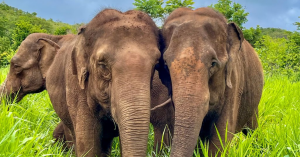 Two elephants in sanctuary cultivating healthy social bonds with other elephants of the same species and benefiting from companionship of a herd.
