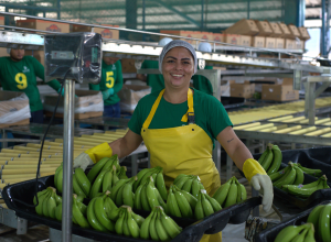 Through sustainable practices and community development projects, Banacol cultivates not only bananas but also a more prosperous future for the communities in Urabá.