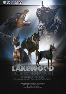 Lakewood Dobermann Kennel Ad