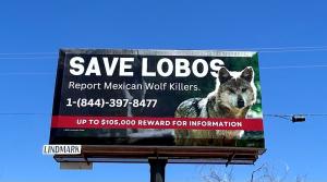 Billboard advertising reward money, featuring Mexican gray wolf Rosa
