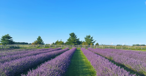 Hereward Farms Lavender Field in Bloom