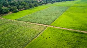 Image shows green cultivated fields in amongst native vegetation to show sustainable agriculture.