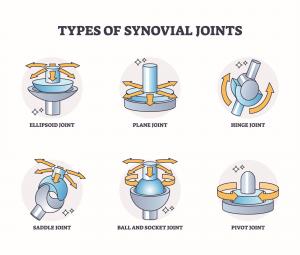 Types of Synovial Joints from BrookbushInstitute.com, Lesson 4: Synovial Joint Types - Types of Synovial Joints from https://brookbushinstitute.com/courses/definitions-naming-and-types-of-synovial-joints