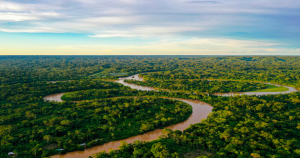 Ucayali Amazon Forest