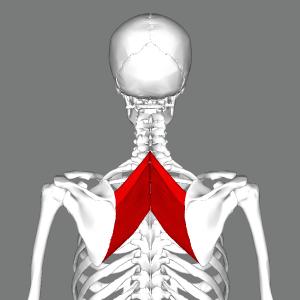 The rhomboids are one of the 5 muscles responsible for scapula motion - https://brookbushinstitute.com/courses/muscles-of-the-scapula