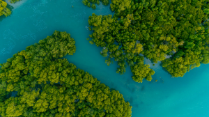 An aerial image of mangroves which are extremely important workers in the world's biggest carbon sink - its oceans