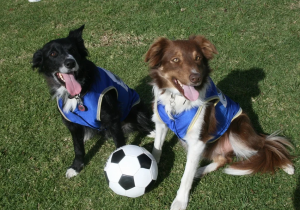 Soccer Playing Border Collies