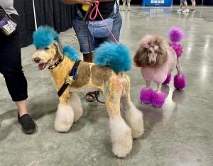 Poodle with Hair Dye