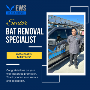 Guadalupe Martinez - Promotion to Senior Bat Removal Specialist at Elite Wildlife Services in Houston, TX
