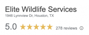 270+ 5 Star Google Reviews - Elite Wildlife Services