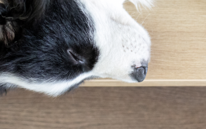Dog sleeping on a wooden floor.