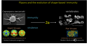 Shape-based immunity is specific for vertebrates