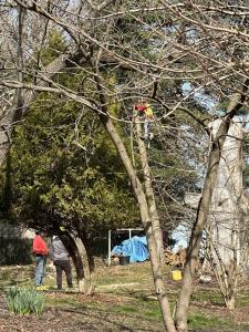 AmeriTree Experts Tree Service and Tree Removal