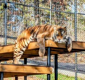A tiger lies on a platform staring at the viewer.