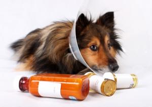 Dog Prescription Drugs market