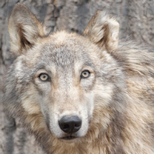 A wolf staring directly at the camera with intense eyes.