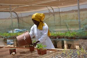 Photo shows female scientist repotting plants in a greenhouse.
